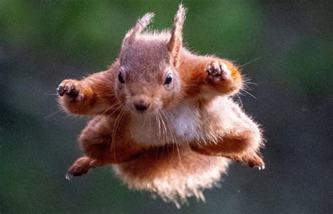 Highland Photographer Waits Three Hours To Get The Perfect Shot Of This