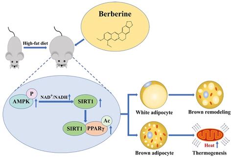 Frontiers Apoptosis Induction A Sharp Edge Of Berberine To 58 OFF