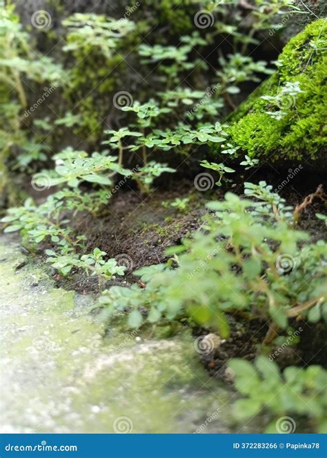 Grass Grows In A Puddle Of Water In Wood Royalty-Free Stock Photo