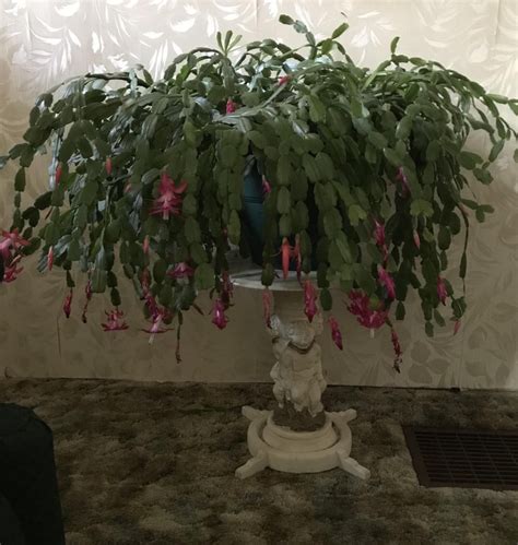 100 Year Old Christmas Cactus Matureplants