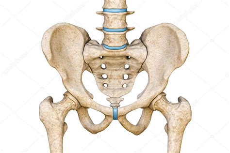 Vista Anterior O Frontal De La Pelvis Masculina Humana El Sacro La