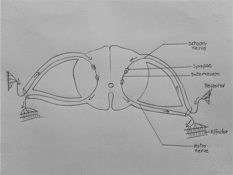 Reflex Arc Diagram Easy