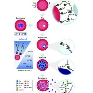 Glycan Dependent Interactions Between Plasmodium Infected Rbcs And