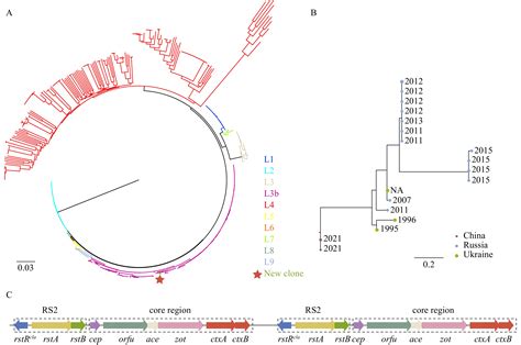 Vibrio Cholerae Diagram