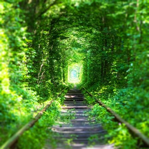 Best Tunnel Of Love Ukraine Stock Photos, Pictures & Royalty-Free ...