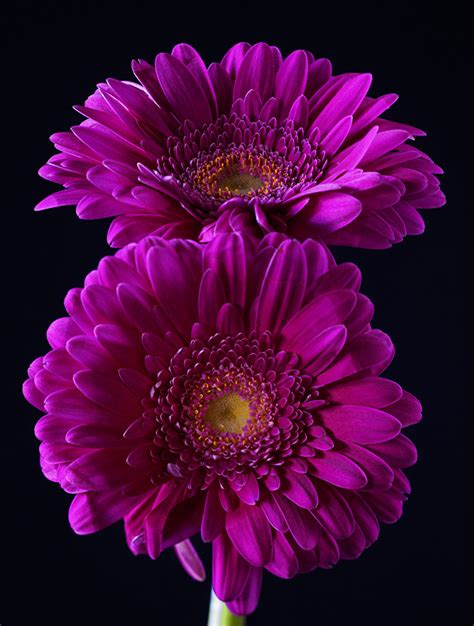 Fondos De Pantalla Gerbera De Cerca Fondo Negro Dos Violeta Color Flores Descargar Imagenes