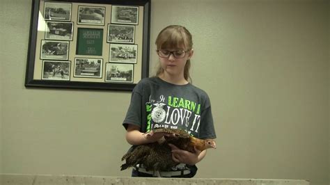 4 H Poultry Showmanship Golden Penciled Hamburg Youtube