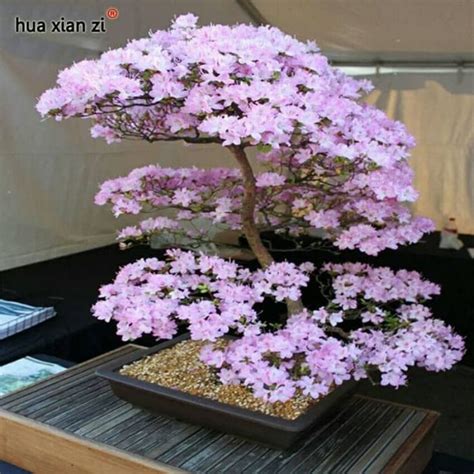 Jual Benih Bibit Biji Pohon Bonsai Langka Fuji Wisteria Maple Pink