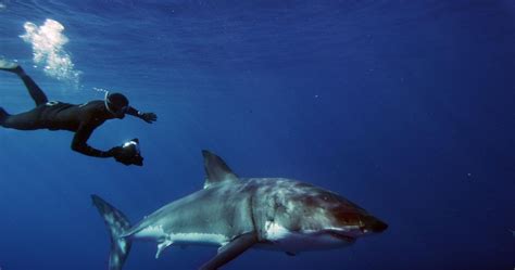 ‘great White Shark Now Playing At Omaha Zoo Imax Henry Doorly Zoo