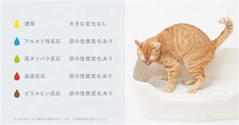 毎日のおしっこが、愛猫の健康管理に。尿の成分に応じて色が変化する、尿検査※1ができる猫砂「しぐにゃる」3月12日（金）より一般販売開始 Pr Times Mart マート 公式サイト光文社