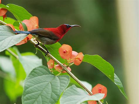 350 Burung Madu Sepah Raja Foto Stok Potret And Gambar Bebas Royalti