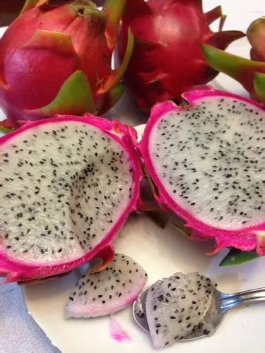 Pitaya Casca Vermelha Polpa Branca Mudas Produz Em Ano