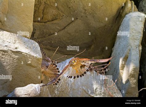 European Kestrel Eurasian Kestrel Old World Kestrel Common Kestrel