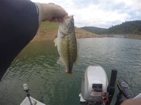 Tom Gronwall Oroville Lake Oroville Lake Fish