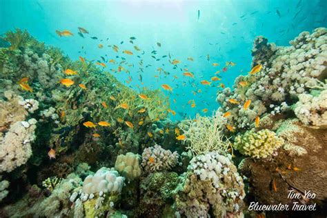 Diving in the Red Sea - Bluewater Dive Travel