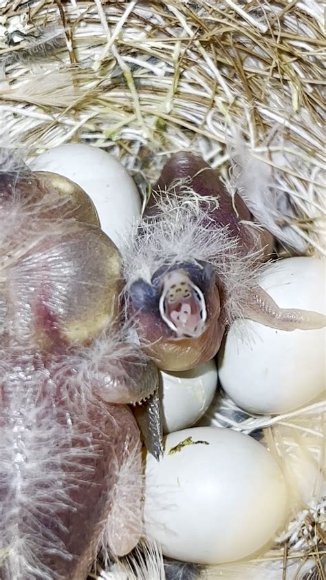 Zebra finches eggs and chicks