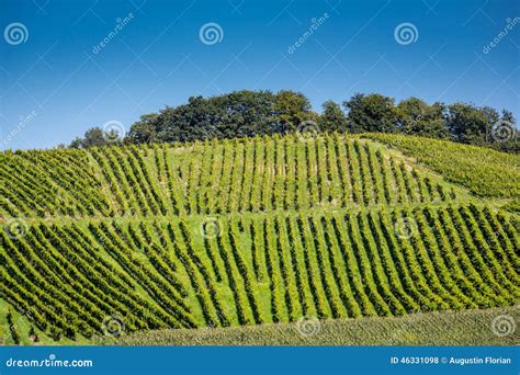 Vineyard On A Hill Stock Photo Image Of Nature Food 46331098