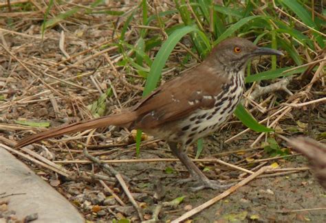 Long Billed Thrasher Toxostoma Longirostre Victor Fazio Flickr