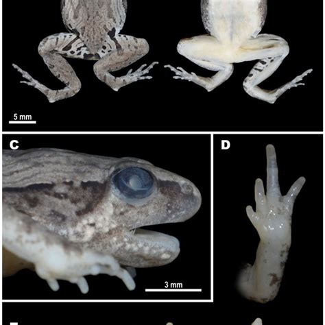 Morphological Details Of Holotype Of Microhyla Irrawaddy Sp Nov Zmmu