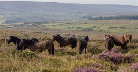 Saving the Dartmoor Ponies