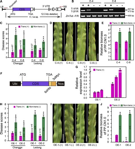 The RppC AvrRppC NLR Effector Interaction Mediates The Resistance To