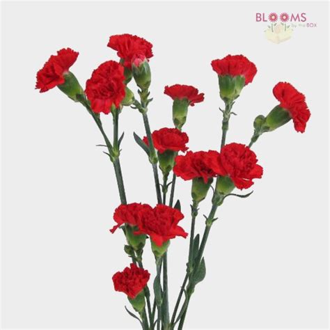 Red Carnation Bouquet