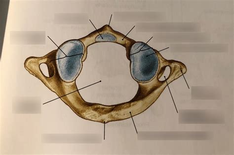 Vertebra Cervicalis Atlas Kaud Li Diagram Quizlet