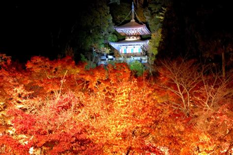 Buy Kyoto Night Maple Tour Yuzen En Garden At Chion In Temple And To Ji Temple Tickets Special