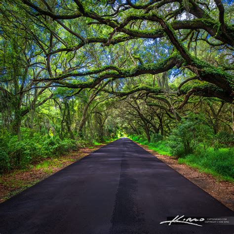 Oak Canopy Road Twin Oaks Conservation Area Kissimmee | HDR Photography