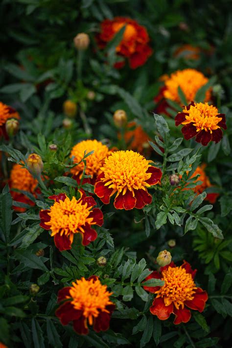 Tagetes Patula Tiger Eyes Seeds £225 From Chiltern Seeds Chiltern