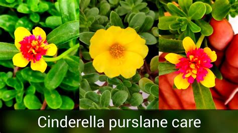 Cinderella Purslane Plant Care N Fertilizer Hybrid Portulaca Moss