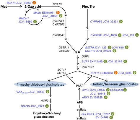 Differentially Expressed Genes Involved In The Aliphatic And Indolic