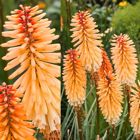 Shop Kniphofia Tawny King | J. Parker's