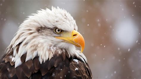 Premium Ai Image A Bald Eagle With A White Head And Yellow Beak