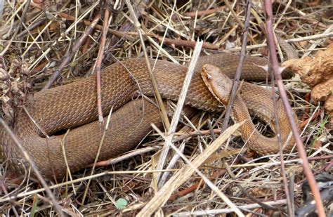 La V Bora Cant Brica O V Bora De Seoane Vipera Seoanei Fundaci N