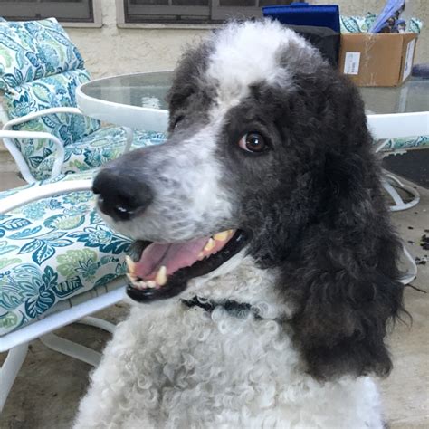 Remembering the Life and Contributions of Rudy Calzada 1