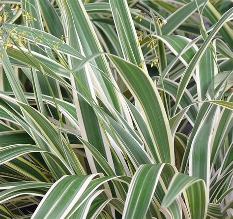 Dianella Tasmanica Variegata Flax Lily Plantinfo