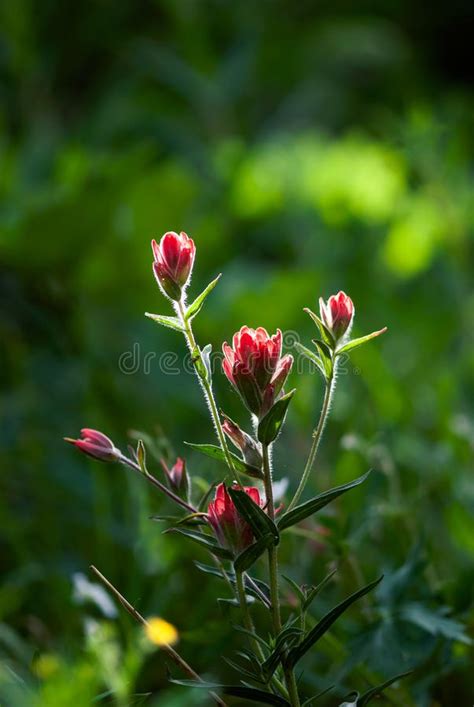 Red Indian Paintbrush Flowers Stock Image - Image of bloom, ecology ...