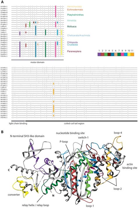 A The Gene Structure Alignment Was Generated With Genepainter By