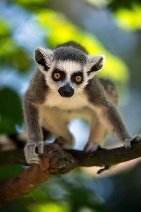 Facts about Lemurs - Lemur Facts and Information