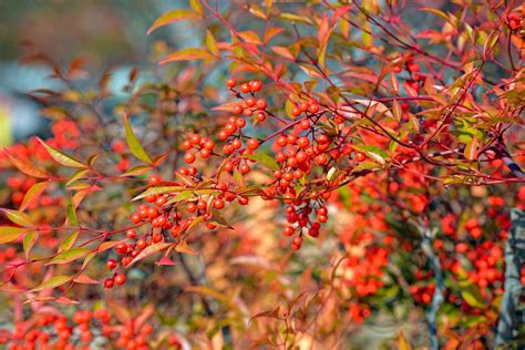 Winterberries Red Berries - Free photo on Pixabay