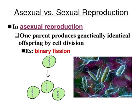 Meiosis Lecture 21 Honors Biology Ppt Download