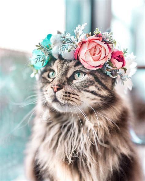 Elle Confectionne D Adorables Couronnes De Fleurs Pour Célébrer La Majestuosité Des Chats