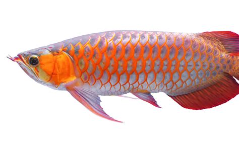 Asian Arowana Pictures - AZ Animals