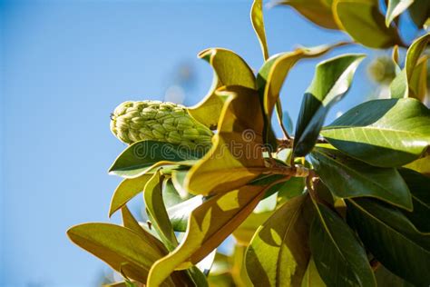 大花的木兰 库存照片 图片 包括有 当地 夏天 结构树 小珠靠岸的 团结 通常 系列 木兰 101047708