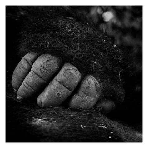 Fine Art Print – Niklas Storm – Silverback hand - Galleri FOTOverket