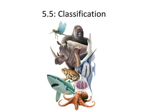 classification powerpoint    id