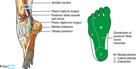 The Tibial Nerve Course Motor Sensory TeachMeAnatomy, 43% OFF