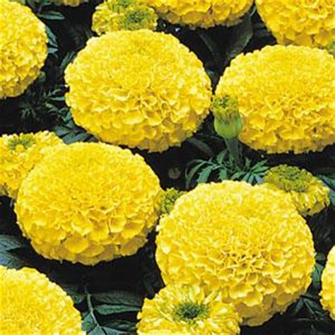 Marigold - tall varieties - Living Colour Plants