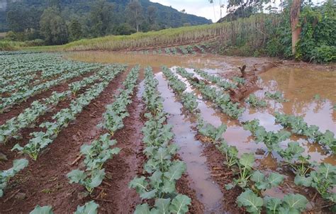 Chuvas inundam lavouras e causam prejuízos a agricultores do Litoral